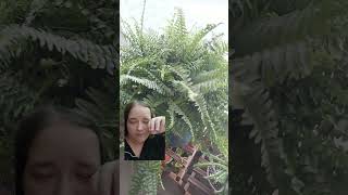 Boston fern care in 60secs [upl. by Wit]