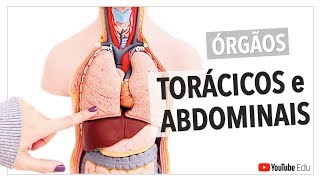 Órgãos Torácicos e Abdominais Visão Geral  Anatomia e etc [upl. by Enelam]