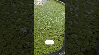 floating plants water spangles salvinia minima [upl. by Imotas399]