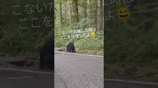 白馬岳からの帰り道パート2🐻daitengv7pj 雪山登山 残雪期 白馬岳ツキノワグマ [upl. by Terbecki267]