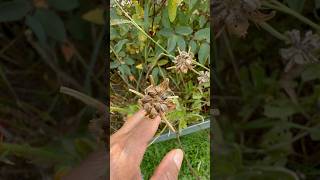 The Fall Greenhouse  Collecting Seeds From A CALENDULA FLOWER flower plant seeds [upl. by Stelle545]