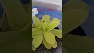 Bicho valiente en pinguicula gigantea Plantas carnivoras mexico [upl. by Haveman]