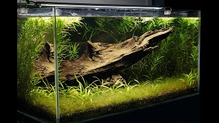 About 60 Galaxy Rasboras in a planted aquarium [upl. by Ardiedal295]