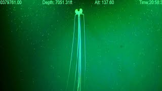 Magnapinna Squid Attack  New ROV Footage 2023  Deepsea Oddities [upl. by Attlee]