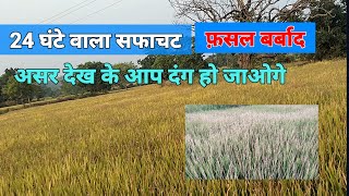 Paraquat dichloride गलती से डालने के बाद फ़सल बर्बाद।24 घंटा सफाचट का असर। [upl. by Airahs]