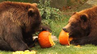 Bronx Zoo Bears Play with Pumpkins [upl. by Soloman282]