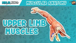 Muscles of the Upper Limb [upl. by Jaf376]