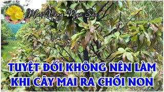 Tuyệt đối không làm những điều này khi cây mai đang ra tược non [upl. by Cruce]