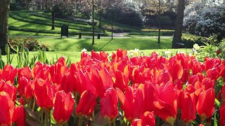 Visit Keukenhof Garden 2021 in a nice sunny day [upl. by Rednasela]