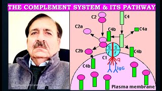 The complement system and its pathways Lectures by Dr Alamzeb [upl. by Rosenthal]