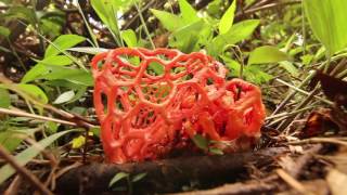 Crazy Jungle Fungus [upl. by Tiraj278]