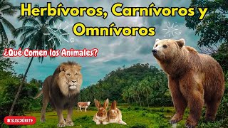 🐮🐯🌱 Herbívoros Carnívoros y Omnívoros 🐻🍴 🐾 ¿Qué Comen los Animales Diferencias entre ellos [upl. by Daeriam]