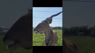 worlds tallest giant ELANDS antelopes [upl. by Maguire]