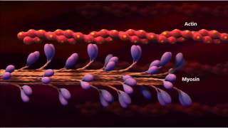 3 Muscle contraction detail Concept Cell Biology [upl. by Adnorehs]