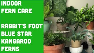 FERN CARE TIPS 🇵🇭THE EASIEST OF ALL for RABBITS FOOT FERN BLUE STAR FERN KANGAROO FERN [upl. by Schrader]