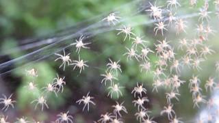 Ballooning Spiderlings [upl. by Ymirej72]