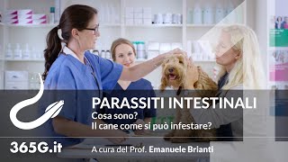 Parassiti Intestinali 1  Cosa sono Il cane come si può infestare [upl. by Norean]