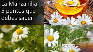 La Infusión de Manzanilla 5 puntos que debes saber sobre el té de Camomila [upl. by Pani]