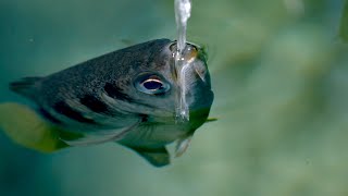 The Fish with Incredible Shooting Aim  Planet Earth III Behind the Scenes  BBC Earth [upl. by Eldredge71]