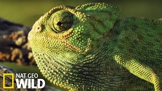 Le caméléon commun un chasseur très astucieux [upl. by Blader]