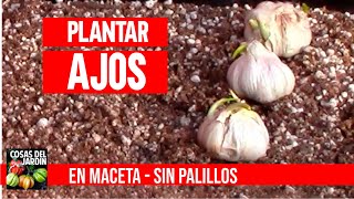 Cultiva ajos en casa sin parar en macetas mejor que hidropónico CULTIVO DE AJOS [upl. by Airamasor]