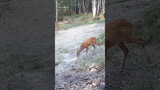 Cette chevrette est une gourmande 😁😍 faune wildlifeanimauxsauvages chevreuil shortvideo [upl. by Rodmur935]