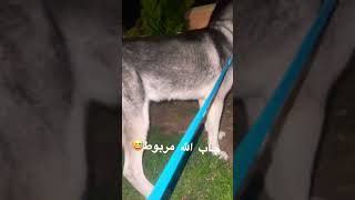 جاب الله مربوط😅husky doglover dog pets petlovers المغرب [upl. by Eledoya]