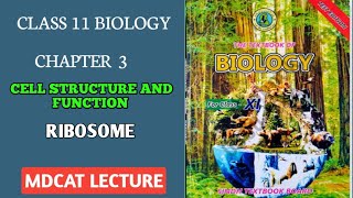 RIBOSOME  CLASS 11 NEW BIOLOGY STB MDCAT 2023  MDCAT2024 CELL STRUCTURE AND FUNCTIONS CHAP 3 [upl. by Hoxsie]