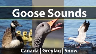 Goose Sounds and Honks Listen to Canada Geese Greylag Geese and Snow Geese [upl. by Lluj]