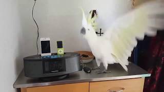 Best Parrot Dance EVER  🕊 Cacatua Cockatoo Dancing What Is Love [upl. by Leaw]