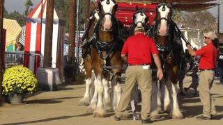 Budweiser Clydesdales  Getting Parade Ready [upl. by Cordeelia984]