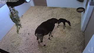 Denver Zoo welcomes baby Okapi [upl. by Cavanagh]