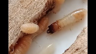 Just a random Termite video 😁 [upl. by Kala]