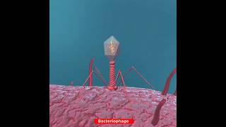 Lifecycle of Bacteriophage Virus  Lytic Cycle [upl. by Anileba]