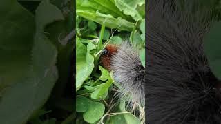 A huge Woolly Bear or Garden Tiger caterpillar [upl. by Raimes]