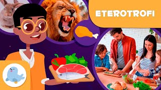 Animali CARNIVORI ERBIVORI e ONNIVORI – L’alimentazione degli organismi eterotrofi [upl. by Gearalt]