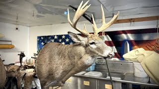 MOUNTING A MONSTER GIANT palmated rack buck pushing 300 lbs [upl. by Aihsetan680]