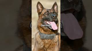 German Shepherd and Golden Retriever Mix shorts [upl. by Handler]