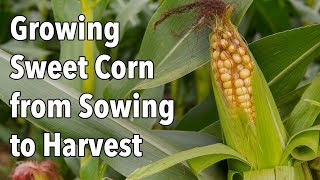 Growing Sweet Corn from Sowing to Harvest [upl. by Ahsatniuq]