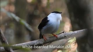 202402140308 哥倫比亞賞鳥 四九 Manakins 侏儒鳥科、 Antpittas 蟻鶇科、Typical Antbird 蟻鳥科、Ovenbirds 灶鳥科 [upl. by Wehttan]