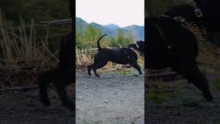 Cane Corso Barking [upl. by Debarath485]