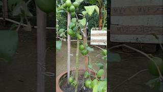 Apple ber caltivition  short feed  garden  chhad Bagan  winter garden Chandan [upl. by Kriss188]