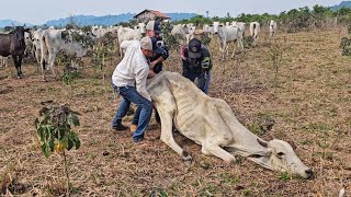 VACA NA BEIRA DA M0RTE INFELIZMENTE A SITUAÇÃO DELA É GRAVE😭 [upl. by Euqinitram]