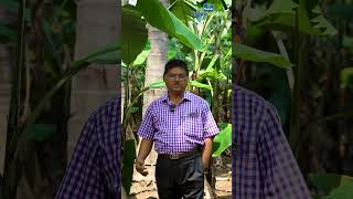 Water Management for Coconut Intercropped with Banana [upl. by Ahsael]