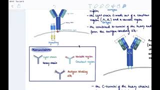 Brandls Basics The Bcell receptor BCR Structure and Recognition [upl. by Akirahs]