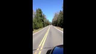 Moose on the gunflint trail [upl. by Cartie]