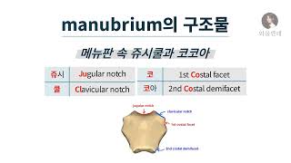 암기법 manubrium의 구조물 [upl. by Hummel164]