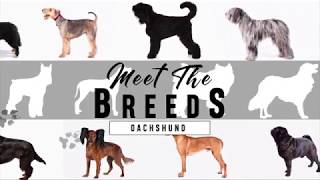 Meet the Breeds Dachshund [upl. by Ahsuas]