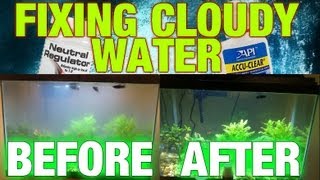 Cloudy Aquarium Water  Step by Step Fixing [upl. by Enitsirc]