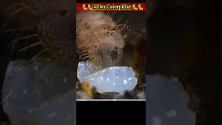 Caterpillar that eats ant larvae shorts [upl. by Lavena448]